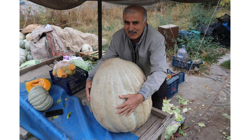 Bu kabak diğerlerinden çok farklı! Nedenini yetiştiren çiftçi açıkladı - Resim: 5