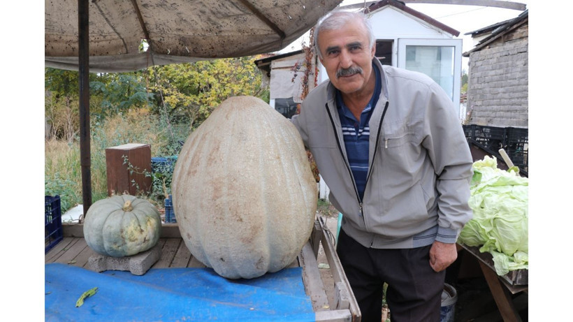 Bu kabak diğerlerinden çok farklı! Nedenini yetiştiren çiftçi açıkladı - Resim: 6