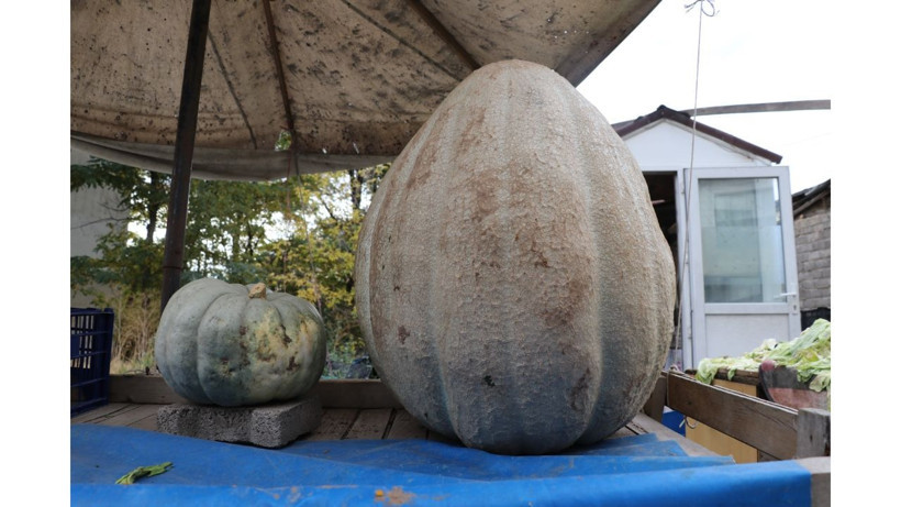 Bu kabak diğerlerinden çok farklı! Nedenini yetiştiren çiftçi açıkladı - Resim: 7