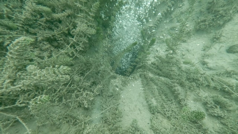 Sapanca Gölü'nde görülen kabarcıklar sosyal medyada endişe yarattı! Deprem habercisi mi? - Resim: 11
