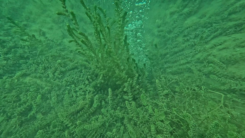 Sapanca Gölü'nde görülen kabarcıklar sosyal medyada endişe yarattı! Deprem habercisi mi? - Resim: 12