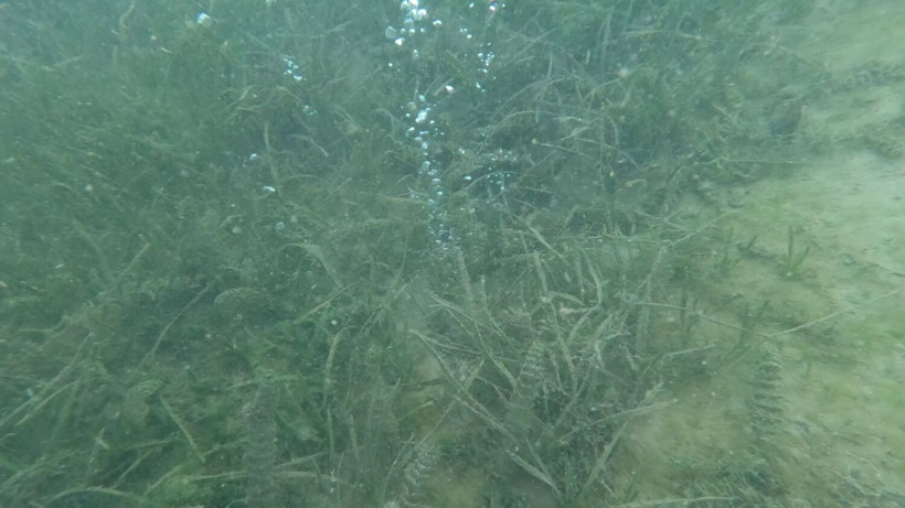 Sapanca Gölü'nde görülen kabarcıklar sosyal medyada endişe yarattı! Deprem habercisi mi? - Resim: 7