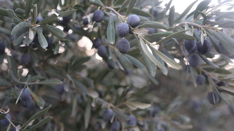 Hatay’da kuraklık zeytin verimini yarıdan fazla düşürdü - Resim: 1
