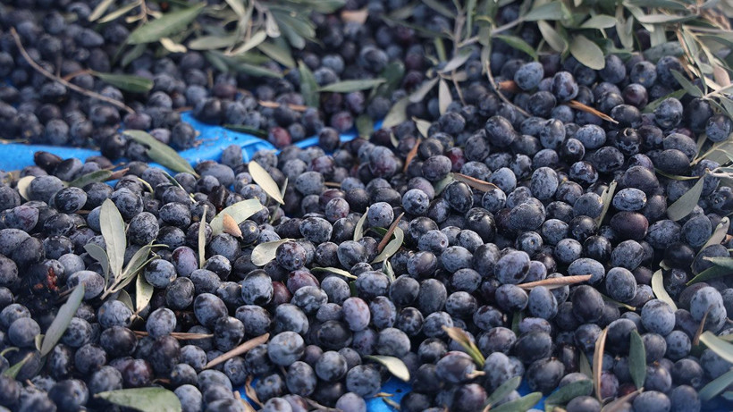 Hatay’da kuraklık zeytin verimini yarıdan fazla düşürdü - Resim: 2