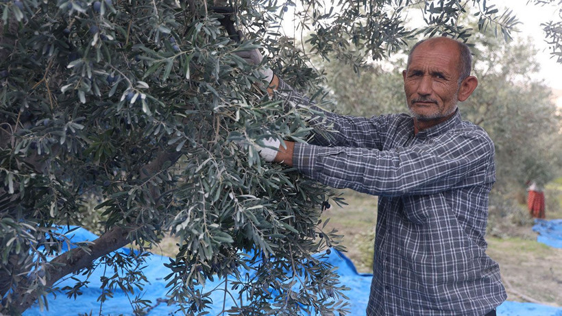 Hatay’da kuraklık zeytin verimini yarıdan fazla düşürdü - Resim: 3