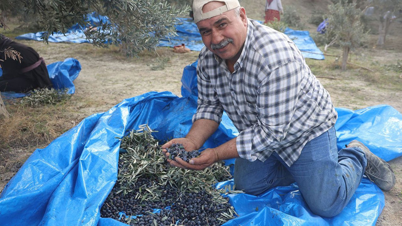 Hatay’da kuraklık zeytin verimini yarıdan fazla düşürdü - Resim: 4