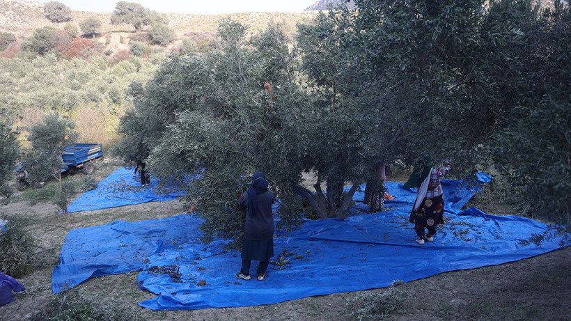 Hatay’da kuraklık zeytin verimini yarıdan fazla düşürdü - Resim: 5