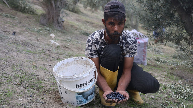 Hatay’da kuraklık zeytin verimini yarıdan fazla düşürdü - Resim: 6