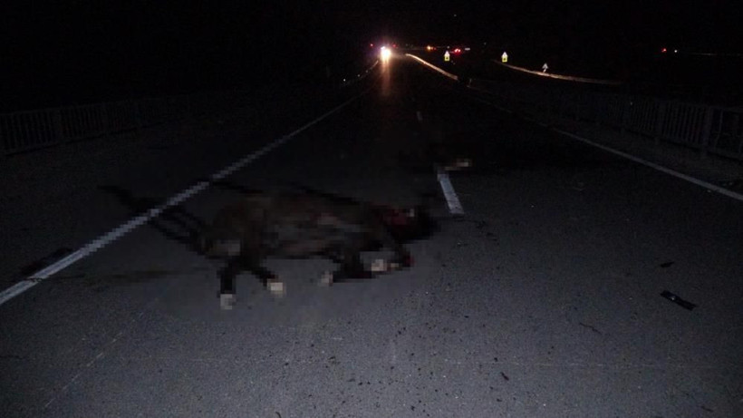 Malatya'da milyonluk taylar karayolunda telef oldu - Resim: 1