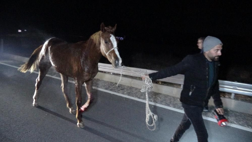 Malatya'da milyonluk taylar karayolunda telef oldu - Resim: 4