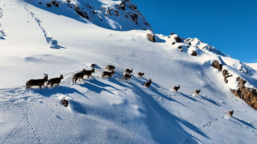 Munzur Dağları’nda yaban keçilerinin göç yolculuğu görüntülendi - Resim: 1