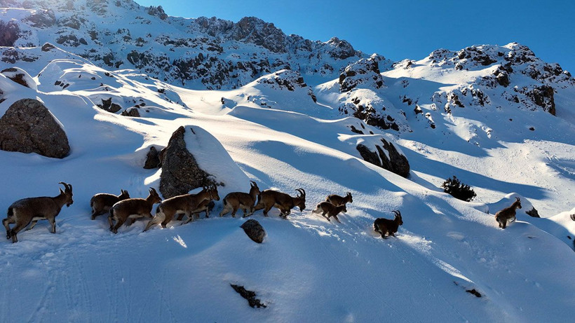 Munzur Dağları’nda yaban keçilerinin göç yolculuğu görüntülendi - Resim: 2