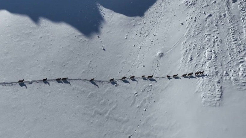 Munzur Dağları’nda yaban keçilerinin göç yolculuğu görüntülendi - Resim: 4