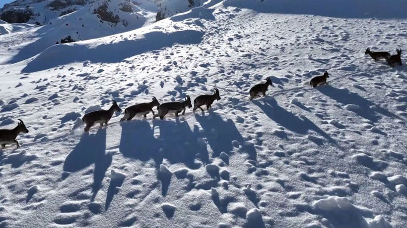 Munzur Dağları’nda yaban keçilerinin göç yolculuğu görüntülendi - Resim: 5