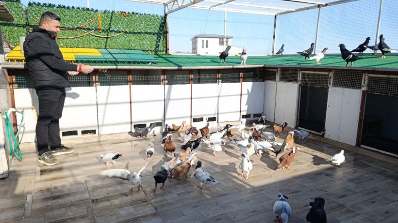 13 Yıllık memurluğu bıraktı, güvercinleri otomobil fiyatına alıcı buluyor - Resim: 1