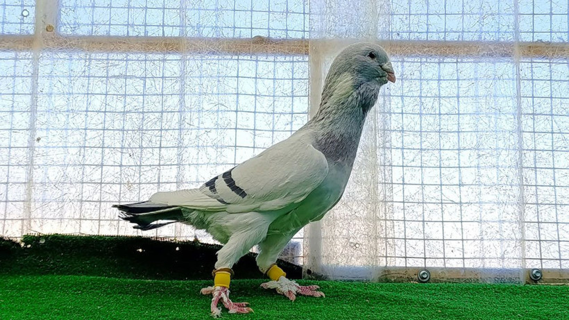 13 Yıllık memurluğu bıraktı, güvercinleri otomobil fiyatına alıcı buluyor - Resim: 2