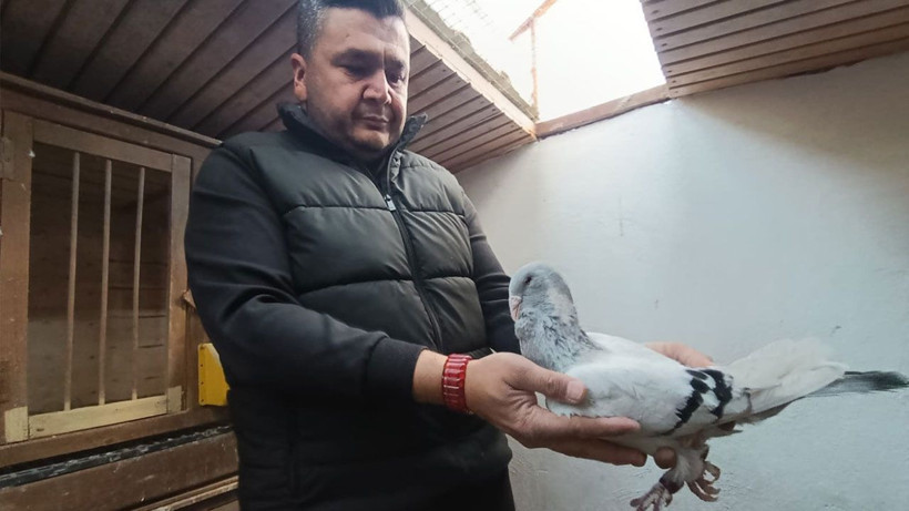 13 Yıllık memurluğu bıraktı, güvercinleri otomobil fiyatına alıcı buluyor - Resim: 3