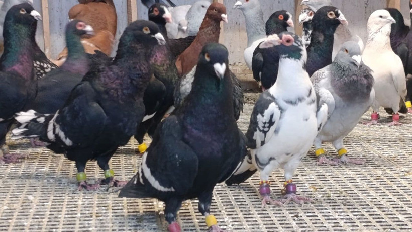 13 Yıllık memurluğu bıraktı, güvercinleri otomobil fiyatına alıcı buluyor - Resim: 4