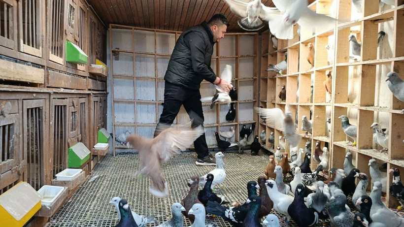 13 Yıllık memurluğu bıraktı, güvercinleri otomobil fiyatına alıcı buluyor - Resim: 5