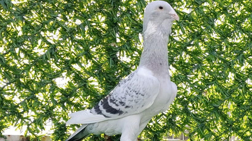 13 Yıllık memurluğu bıraktı, güvercinleri otomobil fiyatına alıcı buluyor - Resim: 6