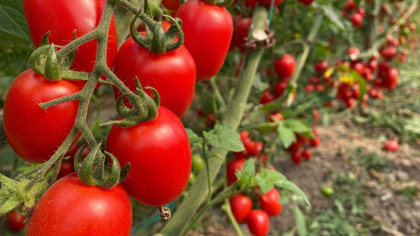 Her ısırıkta zehir etkisi: En pestisitli meyve ve sebzeler açıklandı - Resim: 4