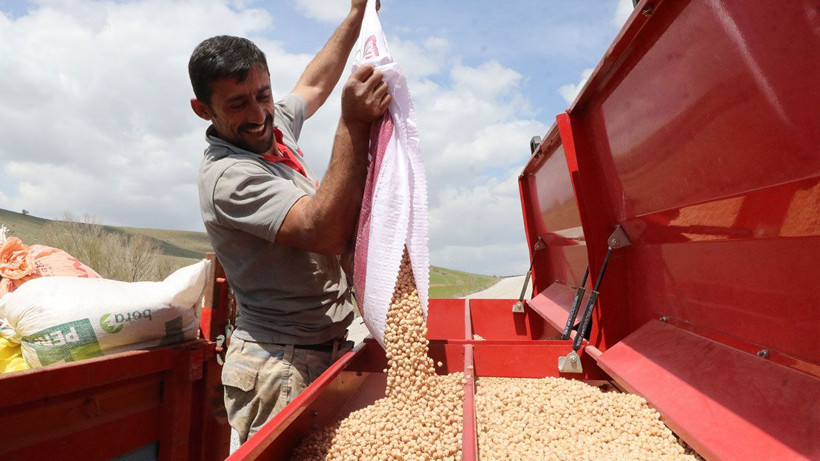 Nohut üretiminde hedef büyüdü: 60 bin tonun üzerinde rekolte bekleniyor - Resim: 1