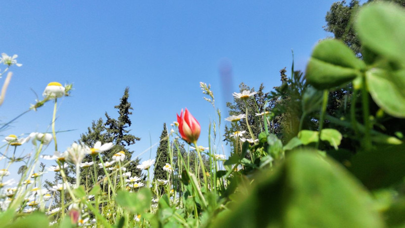 Yılda bir kez açıyor, 10 gün yaşıyor: Manisa lalesini koparmanın cezası 699 bin lira - Resim: 7