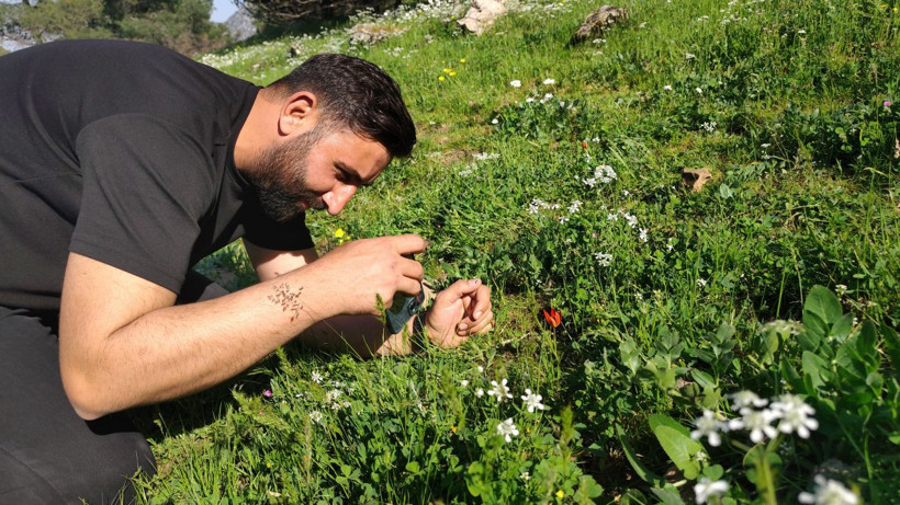 Yılda bir kez açıyor, 10 gün yaşıyor: Manisa lalesini koparmanın cezası 699 bin lira - Resim: 3