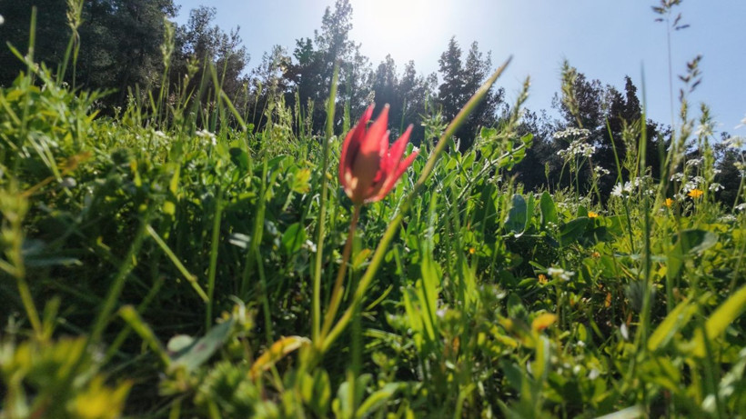 Yılda bir kez açıyor, 10 gün yaşıyor: Manisa lalesini koparmanın cezası 699 bin lira - Resim: 6