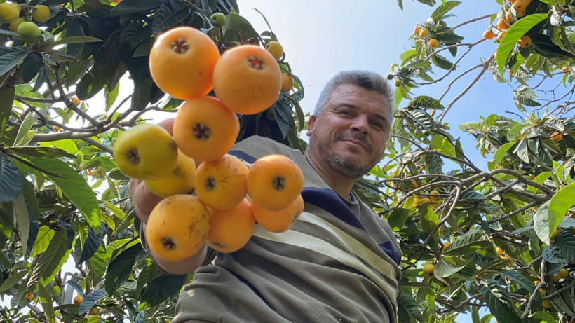 İç pazara 50-100 TL'ye, dış pazara 4 dolara: 'Sarı altın' yenidünyada hasat başladı - Resim: 1