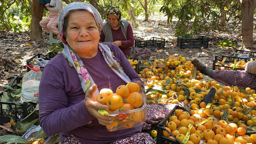 İç pazara 50-100 TL'ye, dış pazara 4 dolara: 'Sarı altın' yenidünyada hasat başladı - Resim: 3