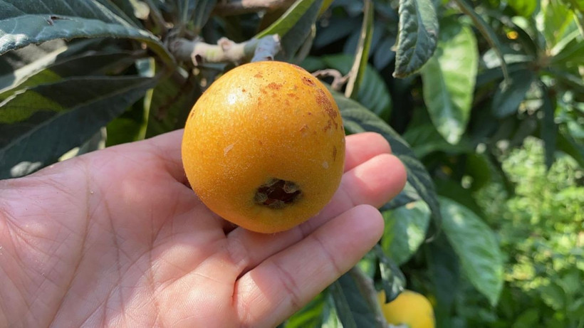 İç pazara 50-100 TL'ye, dış pazara 4 dolara: 'Sarı altın' yenidünyada hasat başladı - Resim: 4