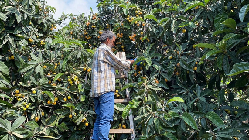 İç pazara 50-100 TL'ye, dış pazara 4 dolara: 'Sarı altın' yenidünyada hasat başladı - Resim: 5