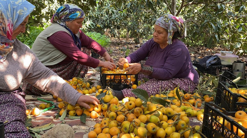 İç pazara 50-100 TL'ye, dış pazara 4 dolara: 'Sarı altın' yenidünyada hasat başladı - Resim: 6