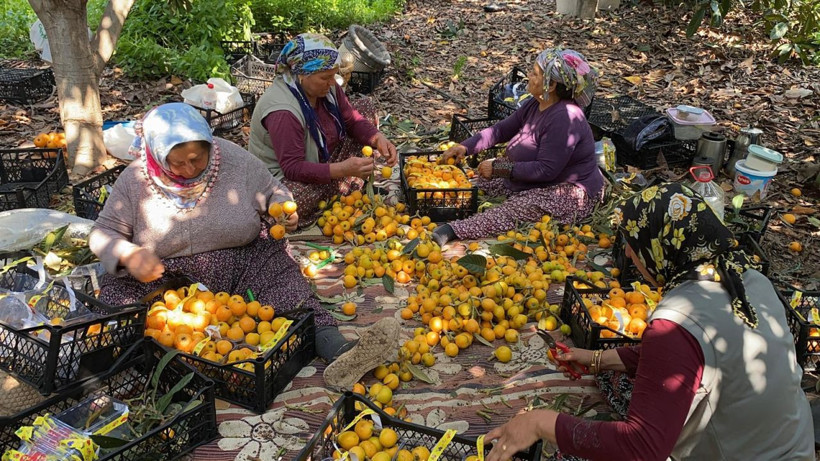 İç pazara 50-100 TL'ye, dış pazara 4 dolara: 'Sarı altın' yenidünyada hasat başladı - Resim: 7