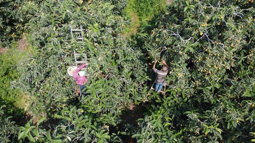 İç pazara 50-100 TL'ye, dış pazara 4 dolara: 'Sarı altın' yenidünyada hasat başladı - Resim: 9