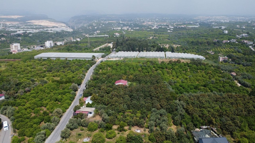 İç pazara 50-100 TL'ye, dış pazara 4 dolara: 'Sarı altın' yenidünyada hasat başladı - Resim: 10