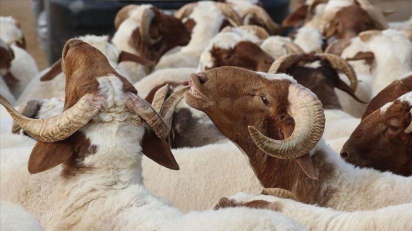 Kurban Bayramı tatili kaç gün? Kurban Bayramı tatili 9 güne uzatılacak mı? - Resim: 5