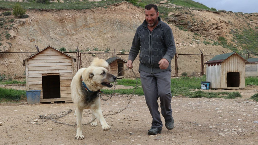 Ani hava değişimleri kangalları depresyona soktu: “Tüyleri dökülüyor, mutsuzlar, huzursuzlar” - Resim: 7