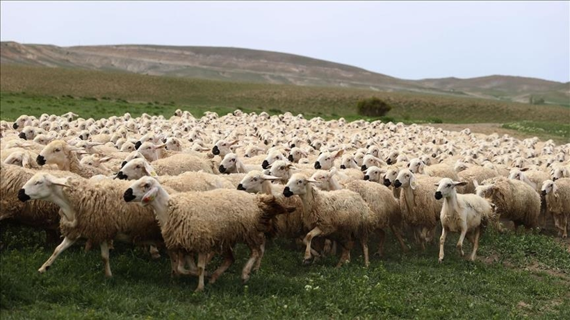 Büyükbaş ve küçükbaş kurbanlık fiyatları ne kadar, kaç TL'den başlıyor? Dana, koyun, koç fiyatları açıklandı! - Resim: 10