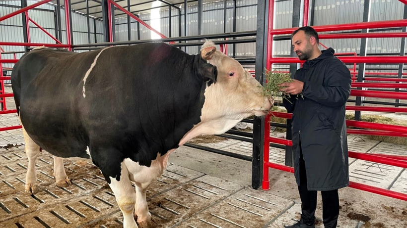 Kurban derileri ekonomiye milyarlar kazandırıyor! Deri sektörü bayramı dört gözle bekliyor - Resim: 1