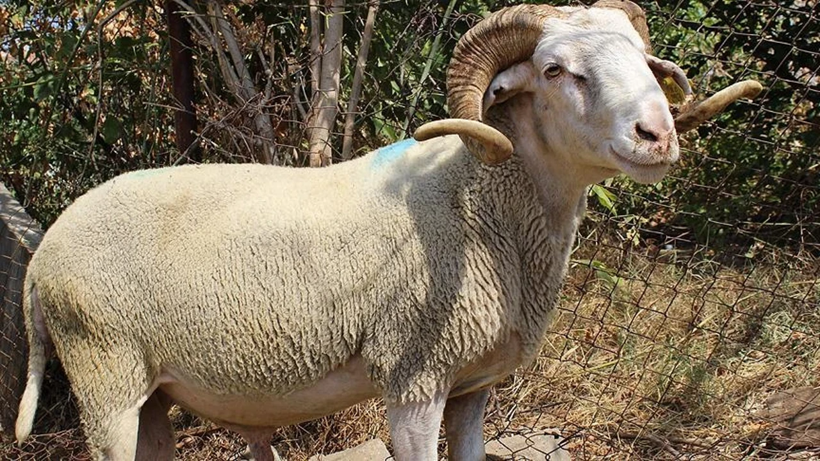 Kurban derileri ekonomiye milyarlar kazandırıyor! Deri sektörü bayramı dört gözle bekliyor - Resim: 2
