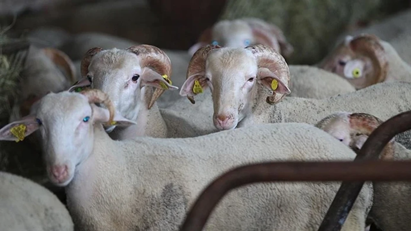 Kurban derileri ekonomiye milyarlar kazandırıyor! Deri sektörü bayramı dört gözle bekliyor - Resim: 3