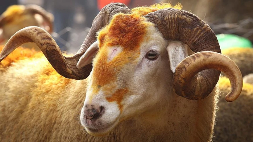 Kurban derileri ekonomiye milyarlar kazandırıyor! Deri sektörü bayramı dört gözle bekliyor - Resim: 4