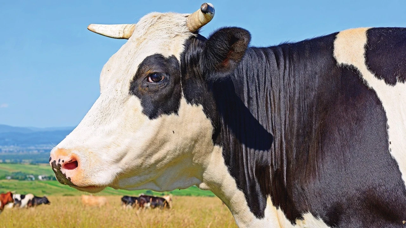 Kurban derileri ekonomiye milyarlar kazandırıyor! Deri sektörü bayramı dört gözle bekliyor - Resim: 6