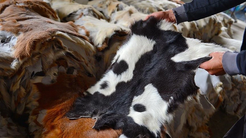 Kurban derileri ekonomiye milyarlar kazandırıyor! Deri sektörü bayramı dört gözle bekliyor - Resim: 7