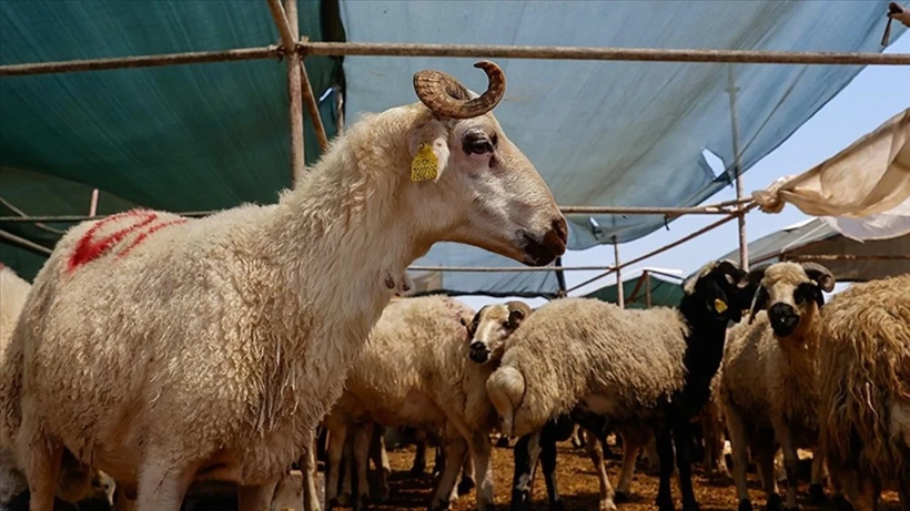 Kurban derileri ekonomiye milyarlar kazandırıyor! Deri sektörü bayramı dört gözle bekliyor - Resim: 9