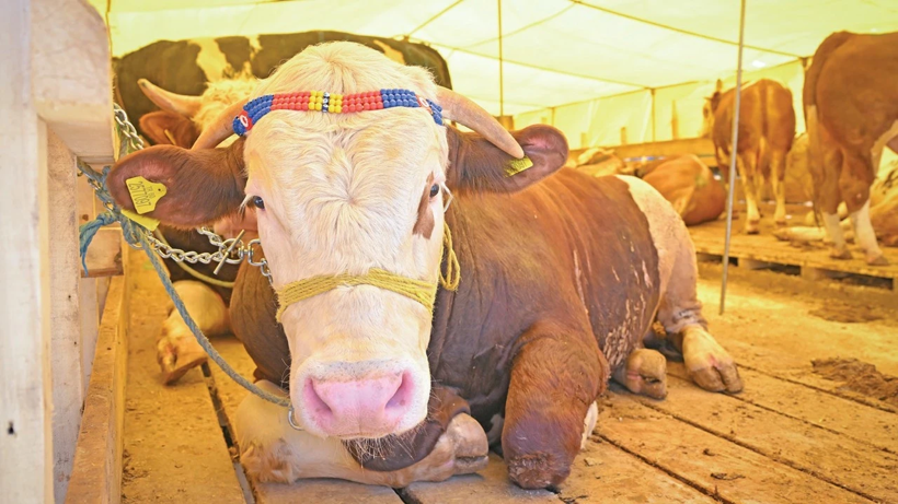 Kurban derileri ekonomiye milyarlar kazandırıyor! Deri sektörü bayramı dört gözle bekliyor - Resim: 10