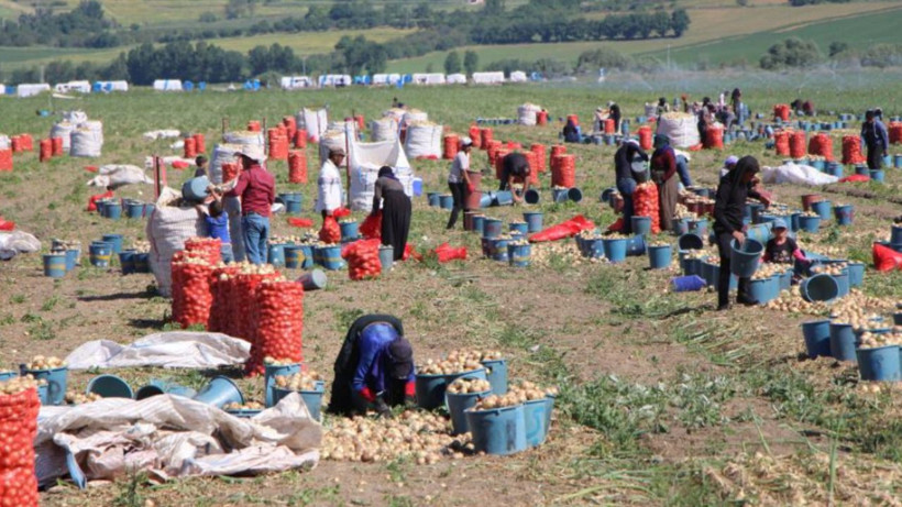 Türkiye'nin soğan deposunda hasat başladı: Fiyatlar belli oldu - Resim: 1