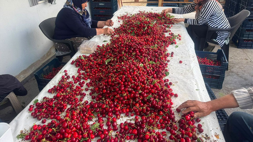 Kiraz hasadı hızlandı: Hedef ihracatta tarihi rekor - Resim: 5